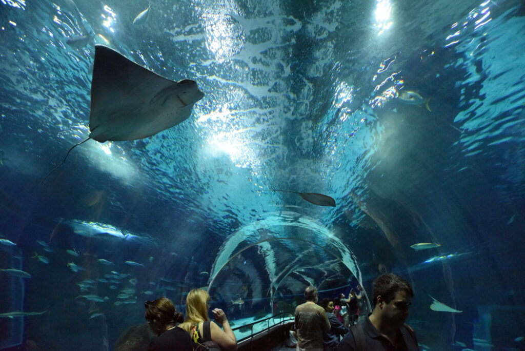 Foto de de diversas pessoas passando debaixo do túnel transparente do AquaRio, sendo possível ver divernos animais. Na foto é possível ver vários peixes e arraias. (Fonte: Reprodução Site AquaRio)